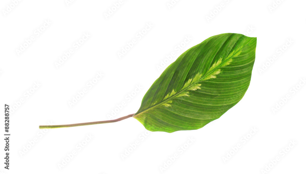 Obraz premium Tree leaf isolated on white