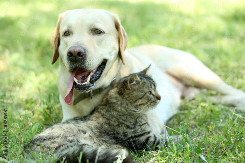 Friendly dog and cat resting over green grass background Friendly dog and cat resting over green grass background