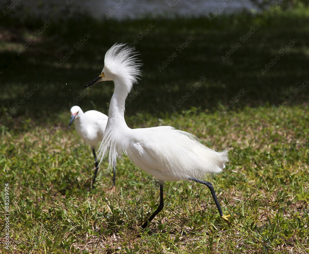 White egret with ruffled feathers protecting territory. White Crane White egret with ruffled feathers protecting territory. White Crane