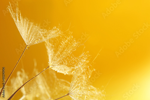Fototapeta Naklejka Na Ścianę i Meble -  Beautiful dandelion with water drops on yellow background