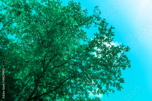 Terminalia Ivorensis tree