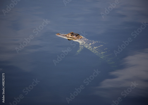 young aligator resting on the lake. On a nature background .