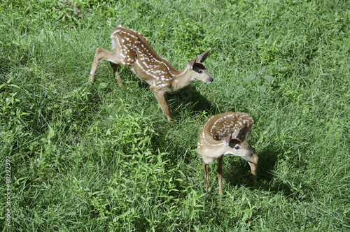 fawns at play