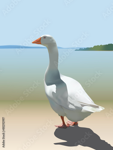White domestic goose (emden goose) standing on the riverbank