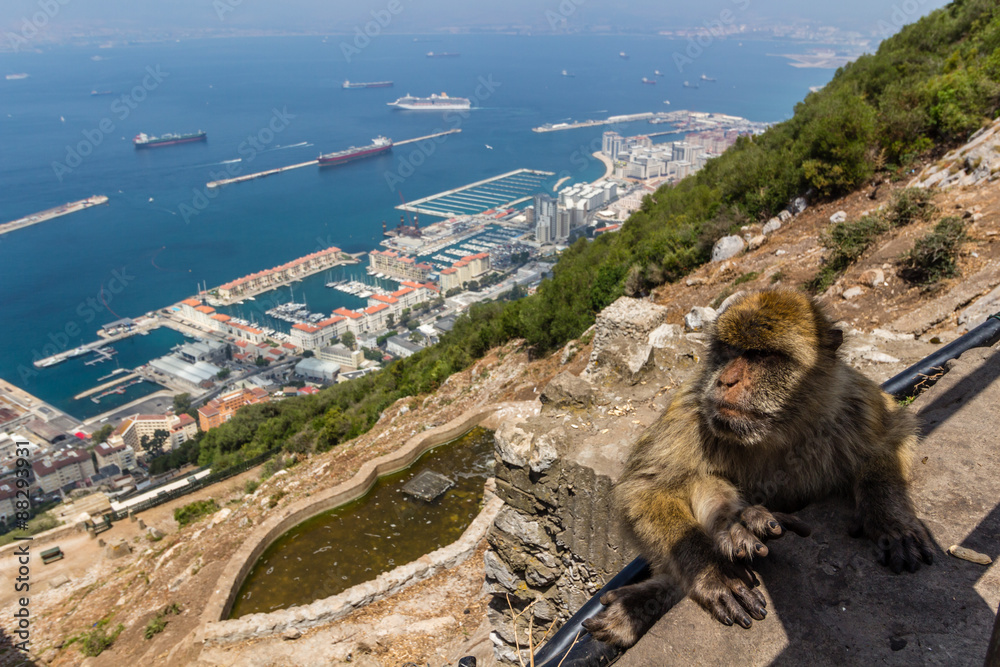 Naklejka premium Monkeys at the rock of Gibraltar