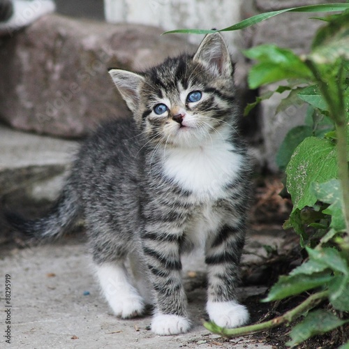 Wallpaper Mural katze liebkost Torontodigital.ca