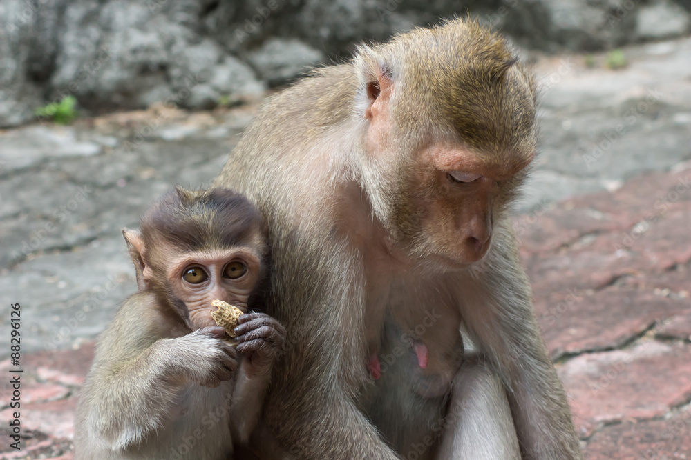 Fototapeta premium サルの親子の愛