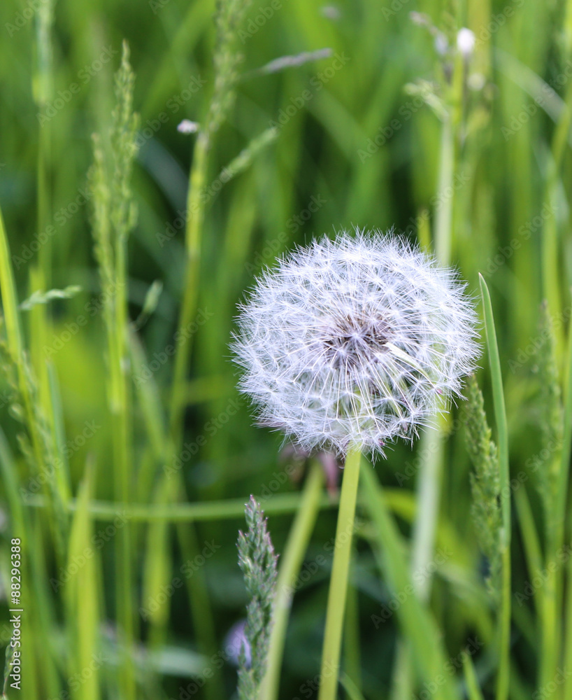 Fototapeta premium dandelion in germany
