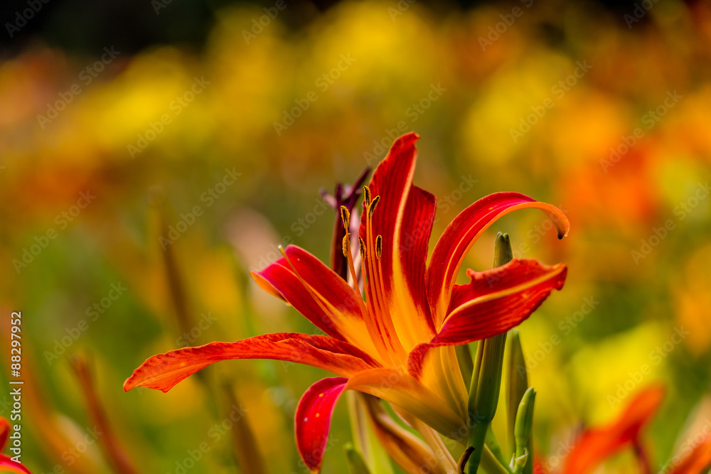 Obraz premium Beautiful red and yellow day lily flower 