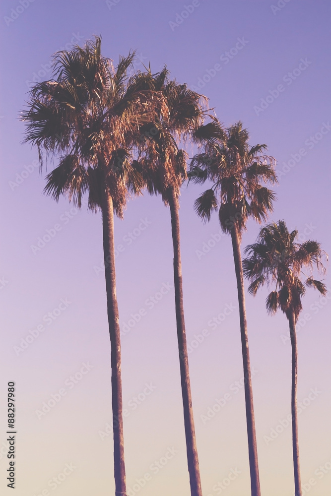 Obraz premium Row of four palm trees at sunset with purple sky