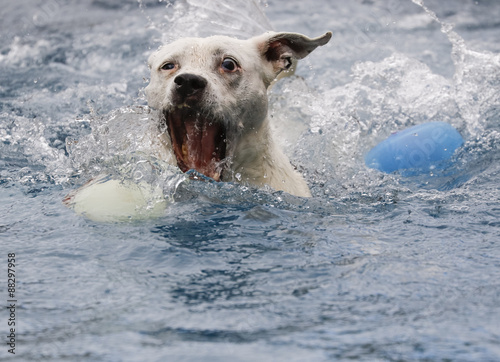 Dog swimming in the pool about the grab the ball