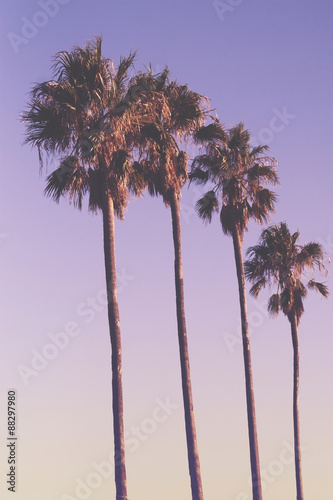 Row of four palm trees at sunset with purple sky