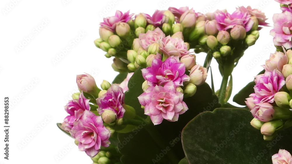 Pink Kalanchoe Flower Time-lapse
Pink Kalanchoe Flower Time-lapse