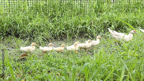 Duck family walking on farm photo