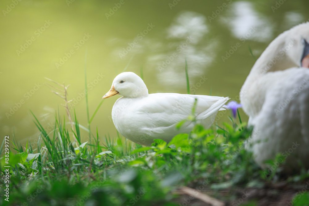 White Ducks White Ducks