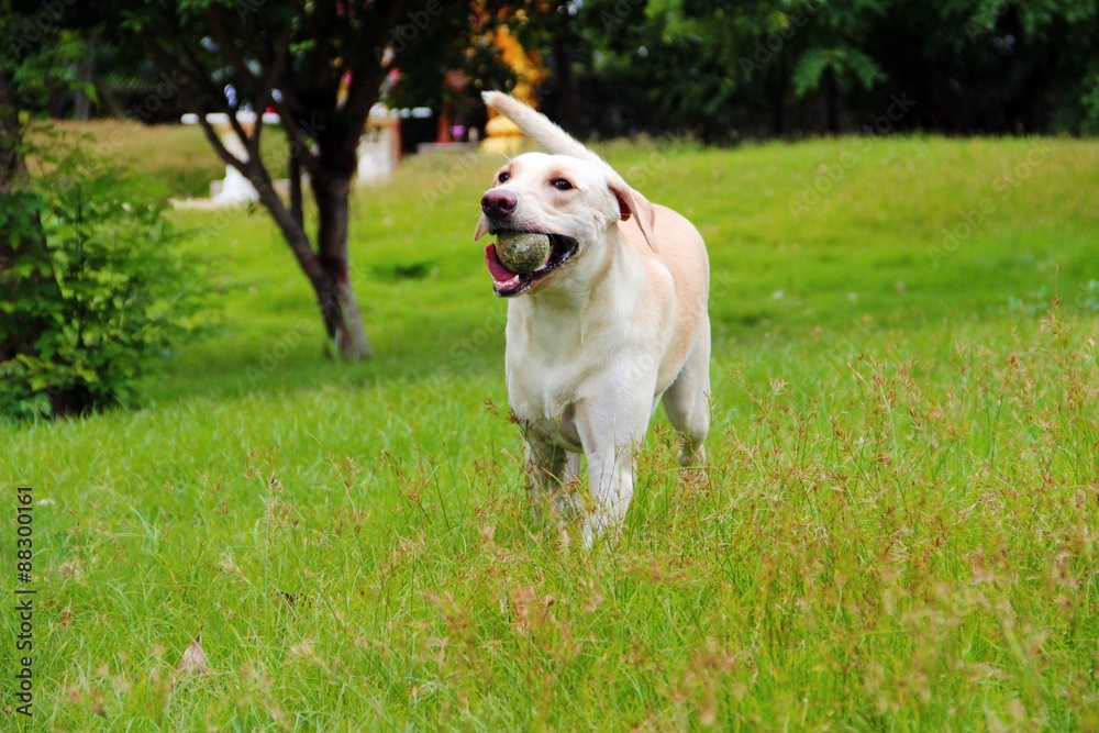Happy labrador dog / White labrador is running  happily with her ball on the fresh green field of public garden