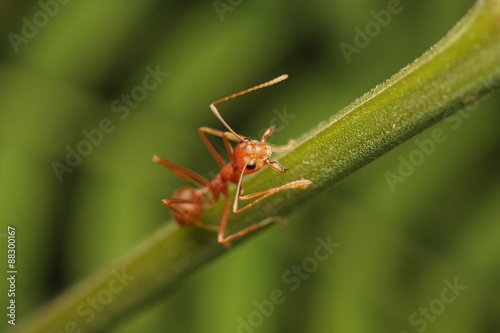 Ants walking on a branch. © chenhawnan
