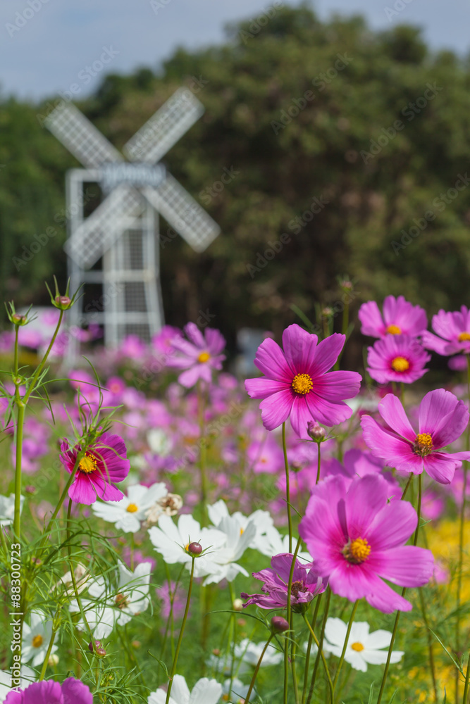 Pink and white cosmos in the garden. Pink and white cosmos in the garden.