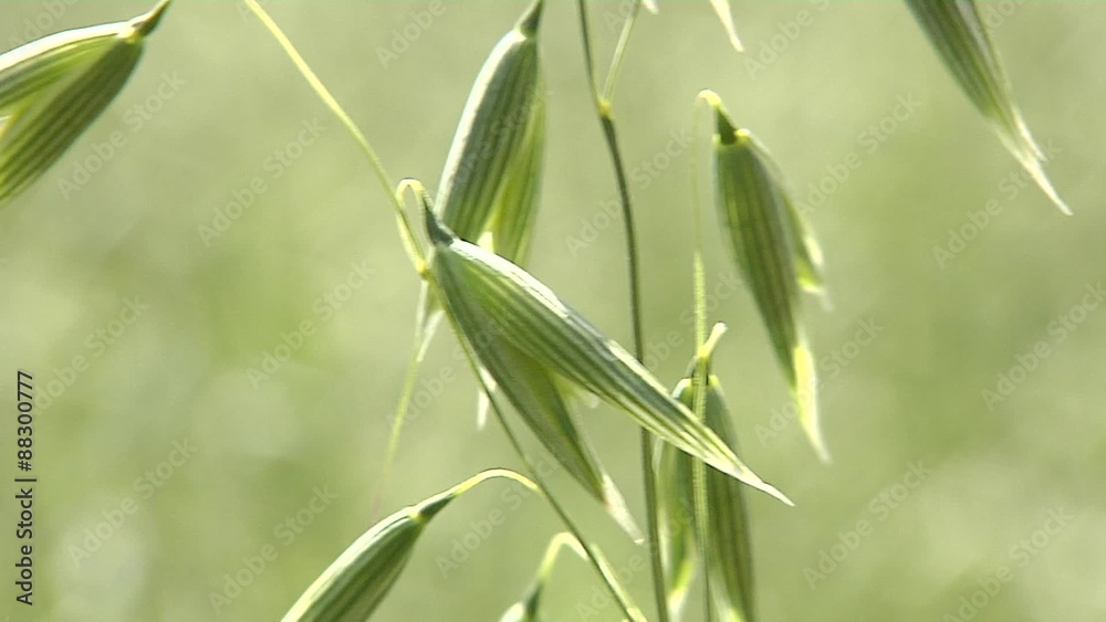 Growing grain oats swaying in the wind. macro Growing grain oats swaying in the wind. macro