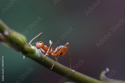 Ants walking on a branch © chenhawnan