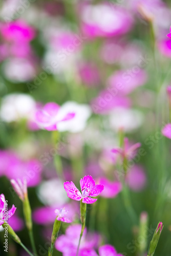 pink flowers