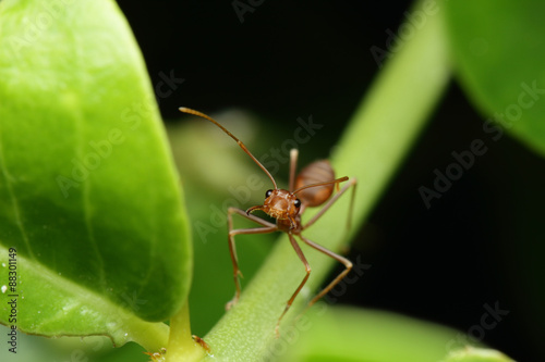 Ants walking on a branch