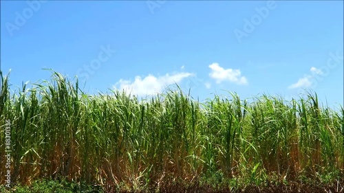 サトウキビ畑と青空