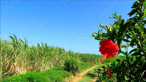 サトウキビ畑とハイビスカスと青空