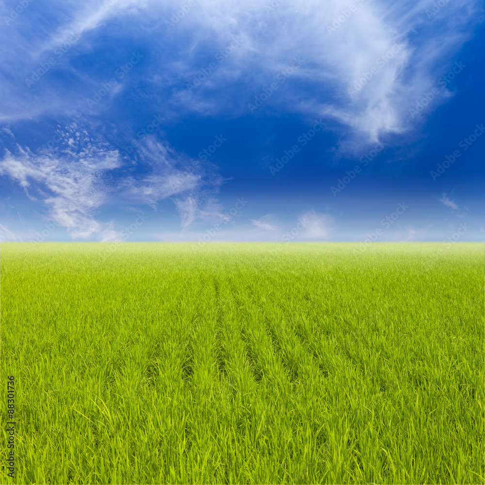 Green paddy rice field and blue sky.