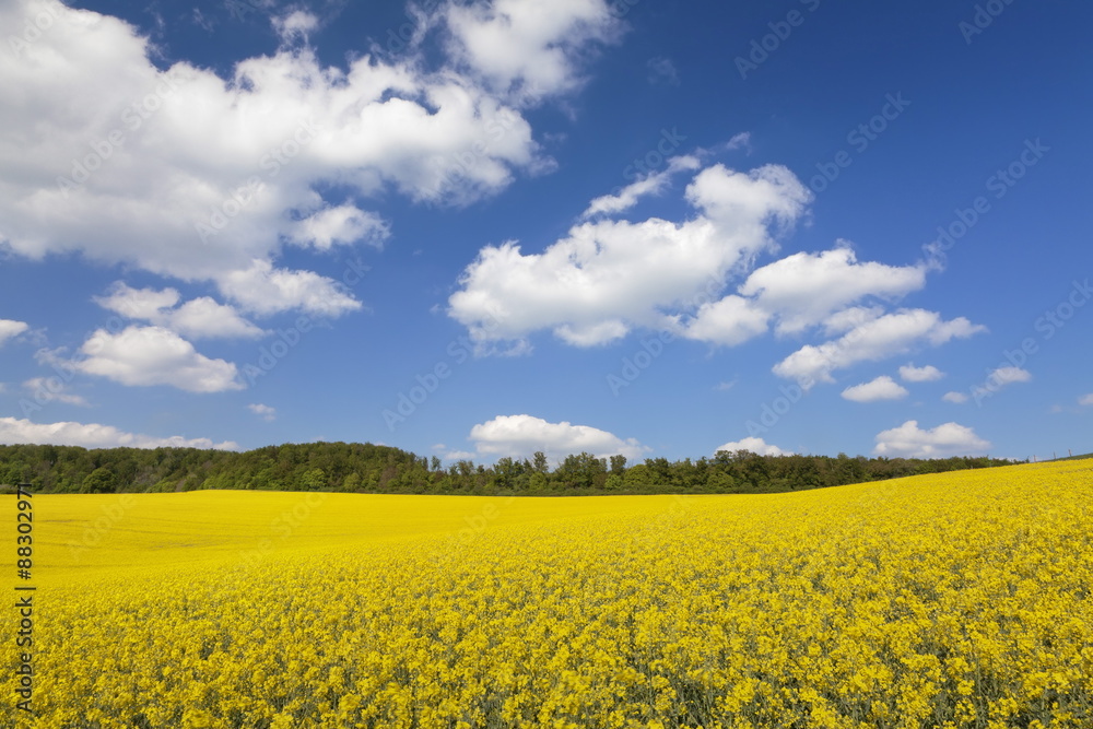 Cumulus clouds over a rape field, Swabian Alb, Baden Wurttemberg, Germany, Europe Cumulus clouds over a rape field, Swabian Alb, Baden Wurttemberg, Germany, Europe