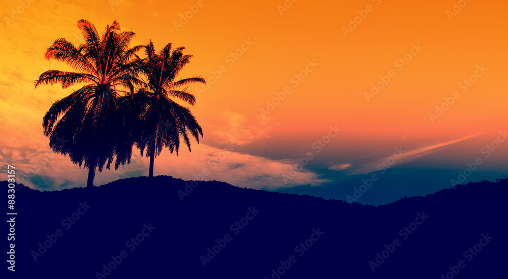 palm tree in the evening sky