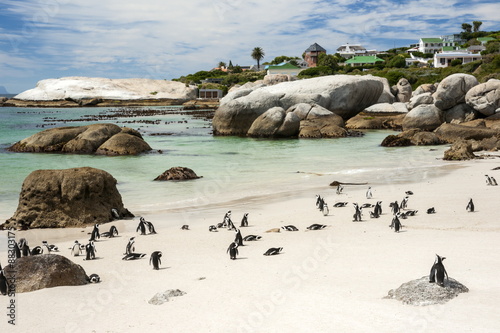African penguins on sand at Foxy Beach with residential homes in background, Boulders Beach National Park, Simonstown 