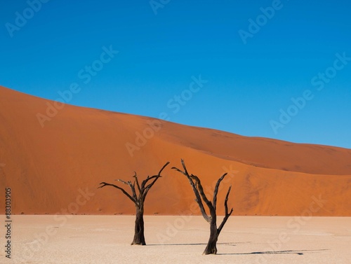 two trees in front of red dunes in Namibia