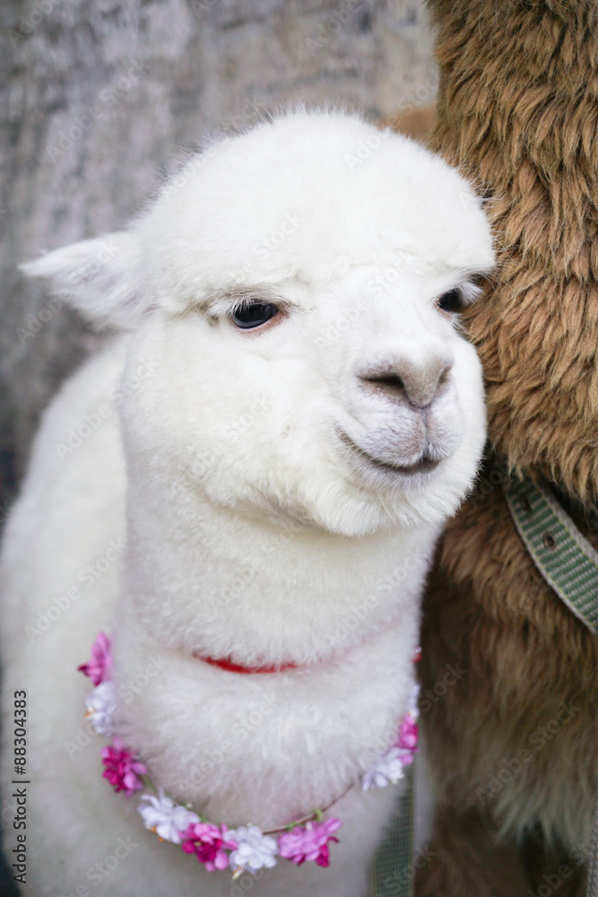 Obraz premium Alpaca in dali china.