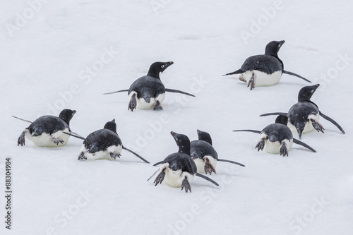 Adelie penguins (Pygoscelis adeliae) tobogganing to the sea at Brown Bluff, Antarctica, Southern Ocean photo