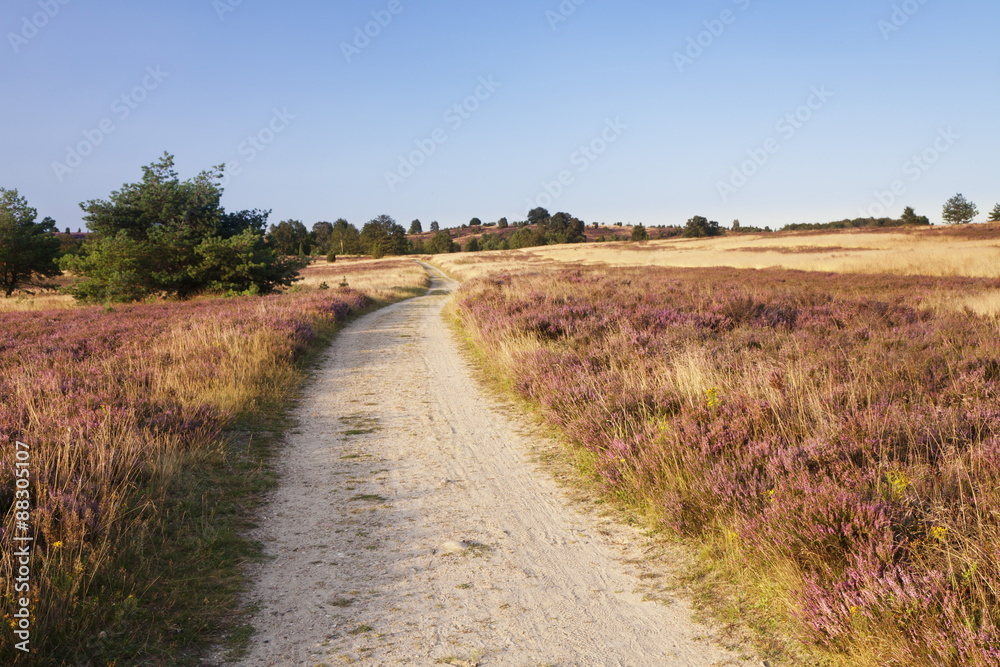 Path through Luneburger Heide, Wilseder Berg, nature reserve, Lower Saxony, Germany Path through Luneburger Heide, Wilseder Berg, nature reserve, Lower Saxony, Germany