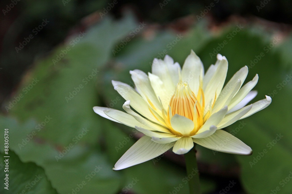 Yellow pollen of lotus / Blossom out white lotus flower with yellow pollen in the middle in front of green leaves background Yellow pollen of lotus / Blossom out white lotus flower with yellow pollen in the middle in front of green leaves background