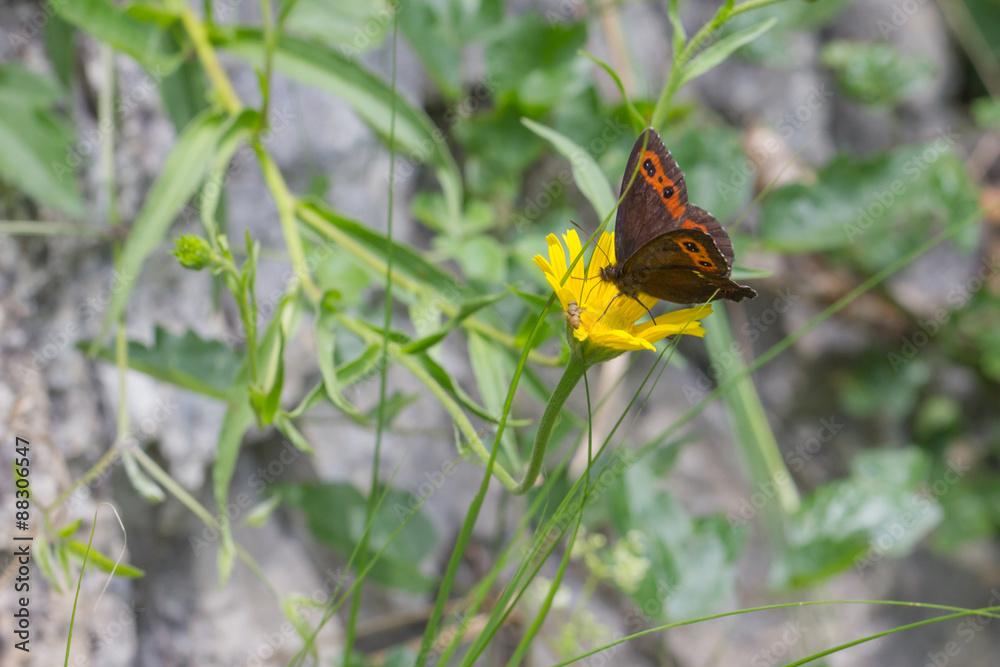Brauner Feuerfalter, Schwefelvögelchen, Schmetterling, Brauner Feuerfalter, Schwefelvögelchen, Schmetterling,