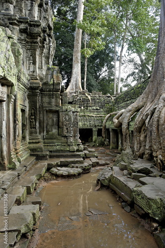 Ta Prohm temple dating from the mid 12th to early 13th centuries, Angkor, Siem Reap, Cambodia photo