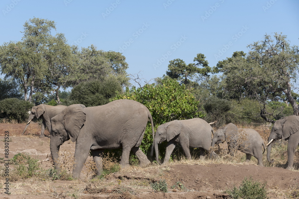 African elephant (Loxodonta africana), Mashatu Game Reserve, Botswana 