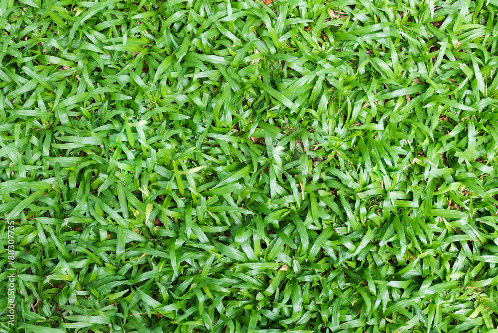 Tropical carpet green grass background Tropical carpet green grass background