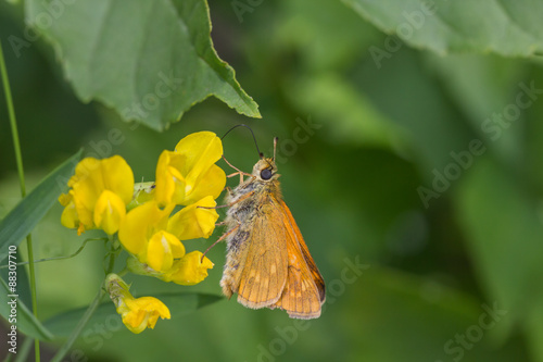 Braunkolbiger Braun-Dickkopffalter – Thymelicus sylvester