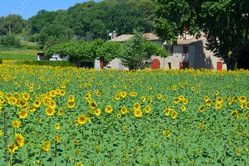 Field of sunflowers in Provence, in the South of France