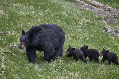 Black bear (Ursus americanus) sow and three cubs of the year, Yellowstone National Park, Wyoming