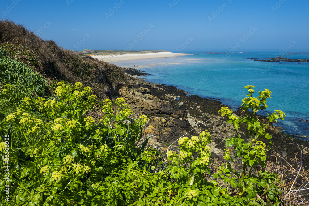 Blooming flowers with Shell Beach in the background, Herm, Channel Islands Blooming flowers with Shell Beach in the background, Herm, Channel Islands