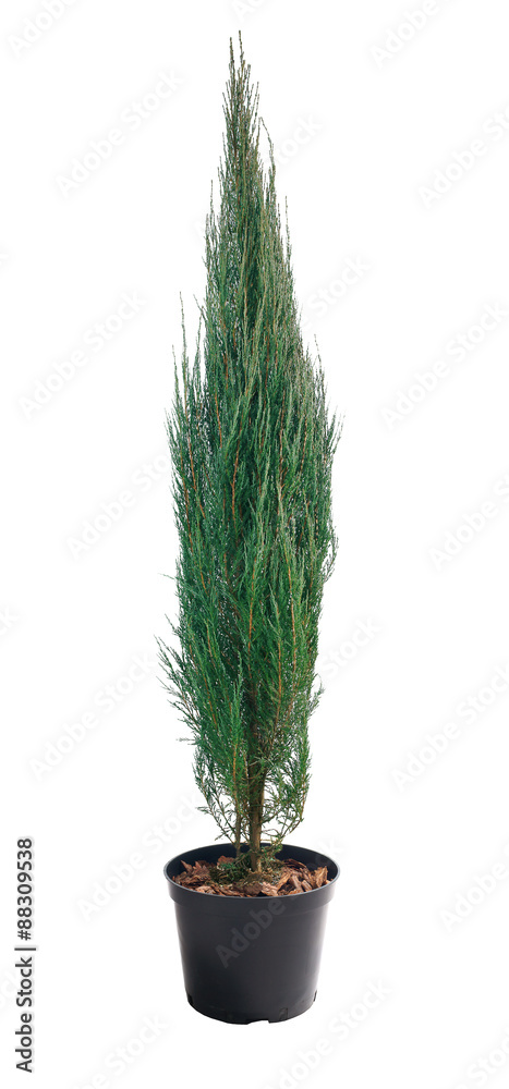 Juniperus scopulorum Blue Arrow in a pot - obrazy, fototapety, plakaty 