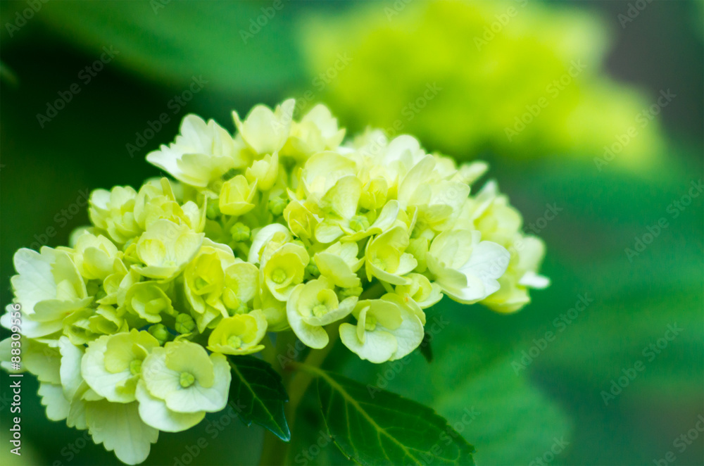 Hydrangea Hydrangea