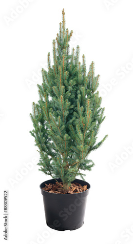 Picea pungens Iseli Fastigiate in a pot