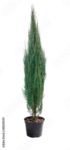фотографія Juniperus scopulorum Blue Arrow in a pot
