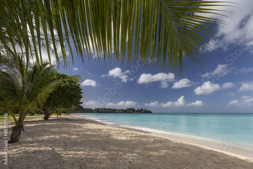 The leaves of the palm trees hide the sky over Valley Church Beach that offers white sands in the waters of Lignum Vitae Bay, Antigua photo